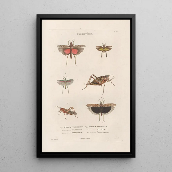 Jean Gabriel Pretre - Insectes recueillis en Afrique et en Amrique Pl45.webp