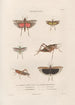 Insekten gesammelt in Afrika und Amerika Pl45 - Jean Gabriel Prêtre — Ansicht des Kunstwerks
