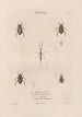 Insekten gesammelt in Afrika und Amerika Pl58 - Jean Gabriel Prêtre — Ansicht des Kunstwerks