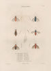 Insekten gesammelt in Afrika und Amerika Pl65 - Jean Gabriel Prêtre — Ansicht des Kunstwerks