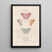 Insekten gesammelt in Afrika und Amerika Pl72 - Jean Gabriel Prêtre — gerahmtes Bild an der Wand
