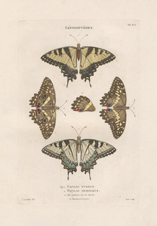 Jean Gabriel Pretre - Insectes recueillis en Afrique et en Amrique Pl76.webp