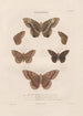 Insekten gesammelt in Afrika und Amerika Pl77 - Jean Gabriel Prêtre — Ansicht des Kunstwerks