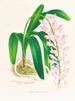Aerides augustianum - Jean Jules Linden — Ansicht des Kunstwerks