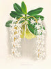 Ich bin aus Angrecum entkommen - Jean Jules Linden — Ansicht des Kunstwerks