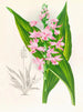 Calanthe Masuca - Jean Jules Linden — Ansicht des Kunstwerks