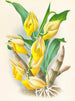 Catasetum macrocarpum - Jean Jules Linden — Ansicht des Kunstwerks