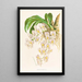 Catasetum tigrinum - Jean Jules Linden — gerahmtes Bild an der Wand