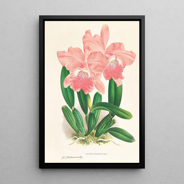 Jean Jules Linden - Cattleya Malouana.webp
