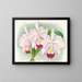 Cattleya trianae var. Martin Cahuzac - Jean Jules Linden — gerahmtes Bild an der Wand