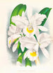 Cattleya Trianae var Pallida - Jean Jules Linden — Ansicht des Kunstwerks