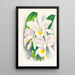 Cattleya Trianae var Pallida - Jean Jules Linden — gerahmtes Bild an der Wand