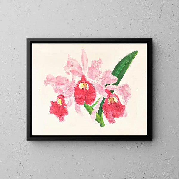 Cattleya gigas - Jean Jules Linden — gerahmtes Bild an der Wand
