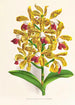 Cattleya guttata - Jean Jules Linden — Ansicht des Kunstwerks