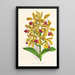 Cattleya guttata - Jean Jules Linden — gerahmtes Bild an der Wand