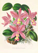 Cattleya nobilior - Jean Jules Linden — Ansicht des Kunstwerks