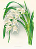 Meistern des Cymbidiums - Jean Jules Linden — Ansicht des Kunstwerks