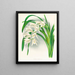 Meistern des Cymbidiums - Jean Jules Linden — gerahmtes Bild an der Wand