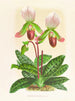Cypripedium callosum - Jean Jules Linden — Ansicht des Kunstwerks