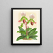 Cypripedium callosum - Jean Jules Linden — gerahmtes Bild an der Wand
