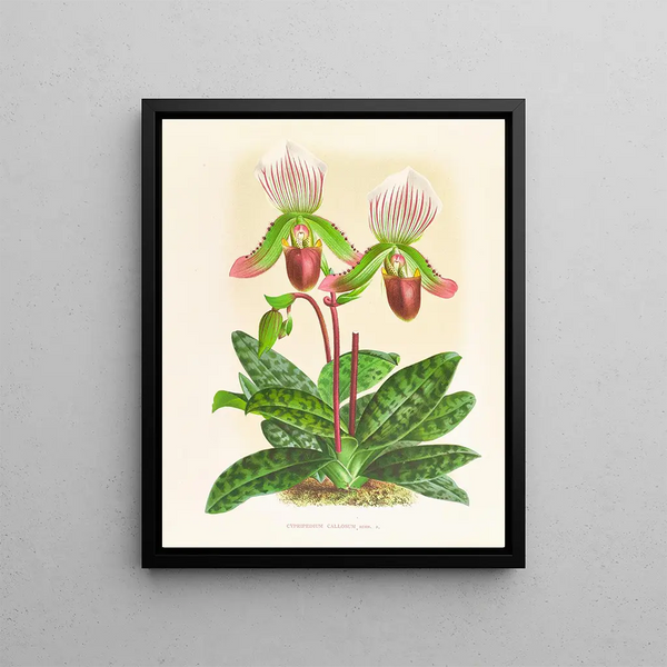 Jean Jules Linden - Cypripedium callosum.webp