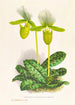 Cypripedium lawrenceanum var hyeanum - Jean Jules Linden — Ansicht des Kunstwerks