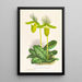 Cypripedium lawrenceanum var hyeanum - Jean Jules Linden — gerahmtes Bild an der Wand