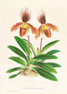 Cypripedium oenanthum superbum - Jean Jules Linden — Ansicht des Kunstwerks