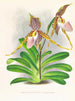 Cypripedium excelle var. Kimballianum - Jean Jules Linden — Ansicht des Kunstwerks