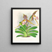 Cypripedium excelle var. Kimballianum - Jean Jules Linden — gerahmtes Bild an der Wand