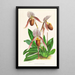 Cypripedium selligerum majus - Jean Jules Linden — gerahmtes Bild an der Wand