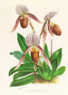 Cypripedium selligerum majus - Jean Jules Linden — Ansicht des Kunstwerks