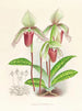 Cypripedium fier - Jean Jules Linden — Ansicht des Kunstwerks