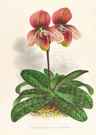 Jean Jules Linden - Cypripedium tessellatum.webp