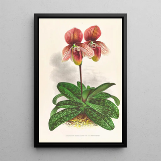 Jean Jules Linden - Cypripedium tessellatum.webp