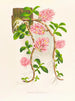 Dendrobium bracteosum - Jean Jules Linden — Ansicht des Kunstwerks