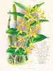 Dendrobium mirbelianum - Jean Jules Linden — Ansicht des Kunstwerks