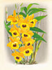 Dendrobium paxtoni - Jean Jules Linden — Ansicht des Kunstwerks