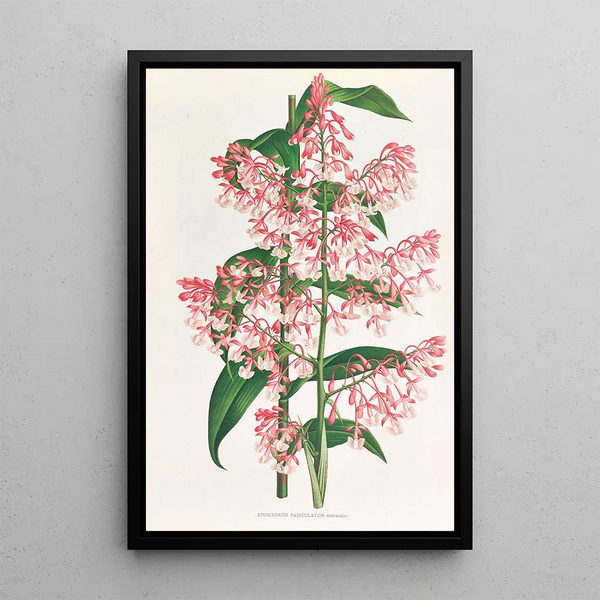 Jean Jules Linden - Epidendrum Paniculatum.webp