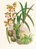 Épidendrum atropurpureum - Jean Jules Linden — Ansicht des Kunstwerks