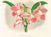Laella elegans var houtteana - Jean Jules Linden — Ansicht des Kunstwerks