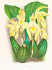 Lycaste costata - Jean Jules Linden — Ansicht des Kunstwerks