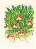 Masdevallia bella - Jean Jules Linden — Ansicht des Kunstwerks