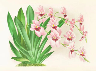 Jean Jules Linden - Miltonia vexillaria.webp