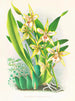 Odontoglossum duvivierianus - Jean Jules Linden — Ansicht des Kunstwerks