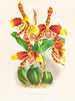 Odontoglossum grande - Jean Jules Linden — Ansicht des Kunstwerks