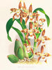 Odontoglossum luteopurpureum - Jean Jules Linden — Ansicht des Kunstwerks
