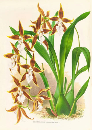 Jean Jules Linden - Odontoglossum nevadense.webp