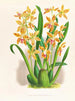 Odontoglossum schillerianus - Jean Jules Linden — Ansicht des Kunstwerks