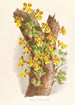 Oncidium Limminghei - Jean Jules Linden — Ansicht des Kunstwerks